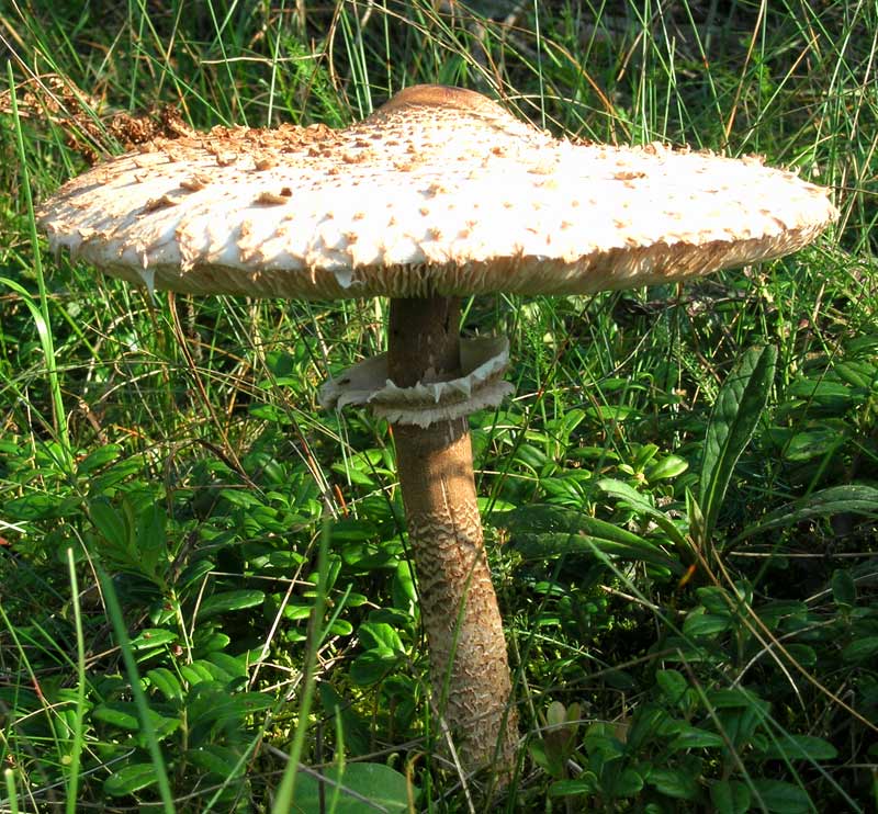 Super-fungus