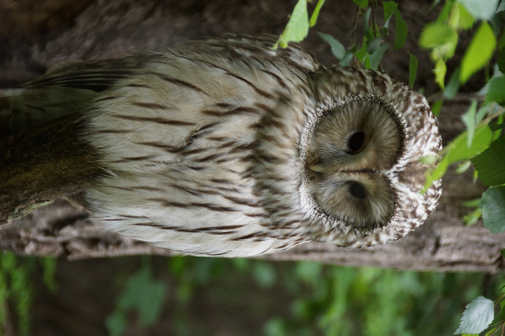 super getarnt im Wald