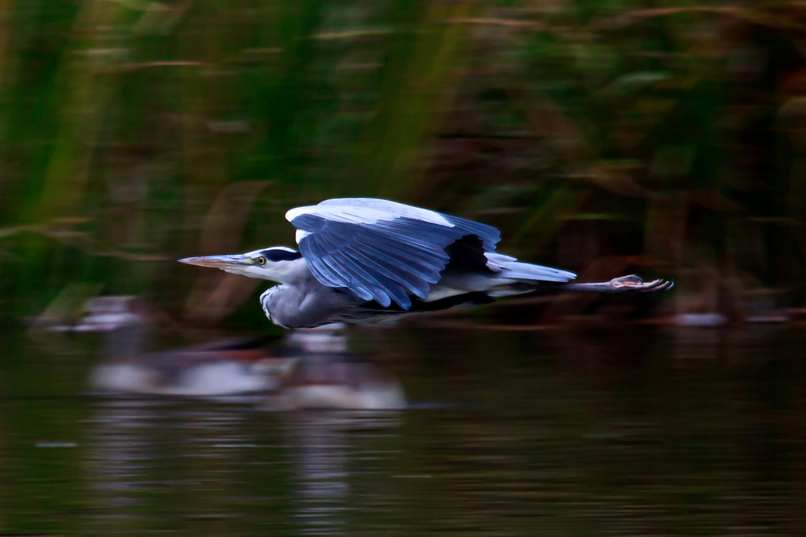 Super Heron