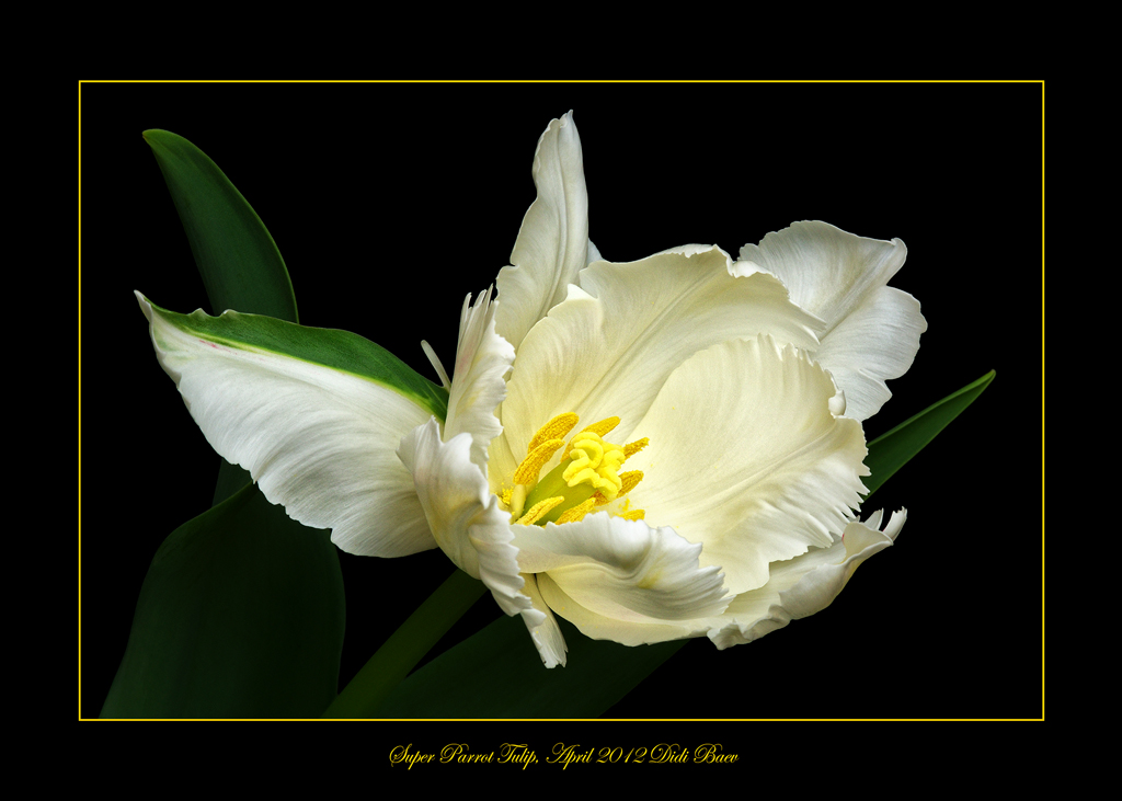 Super Parrot Tulip