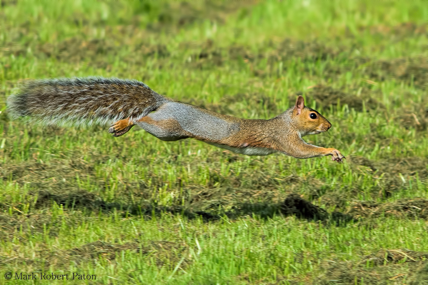 Super squirrel