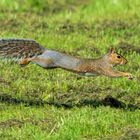 Super squirrel