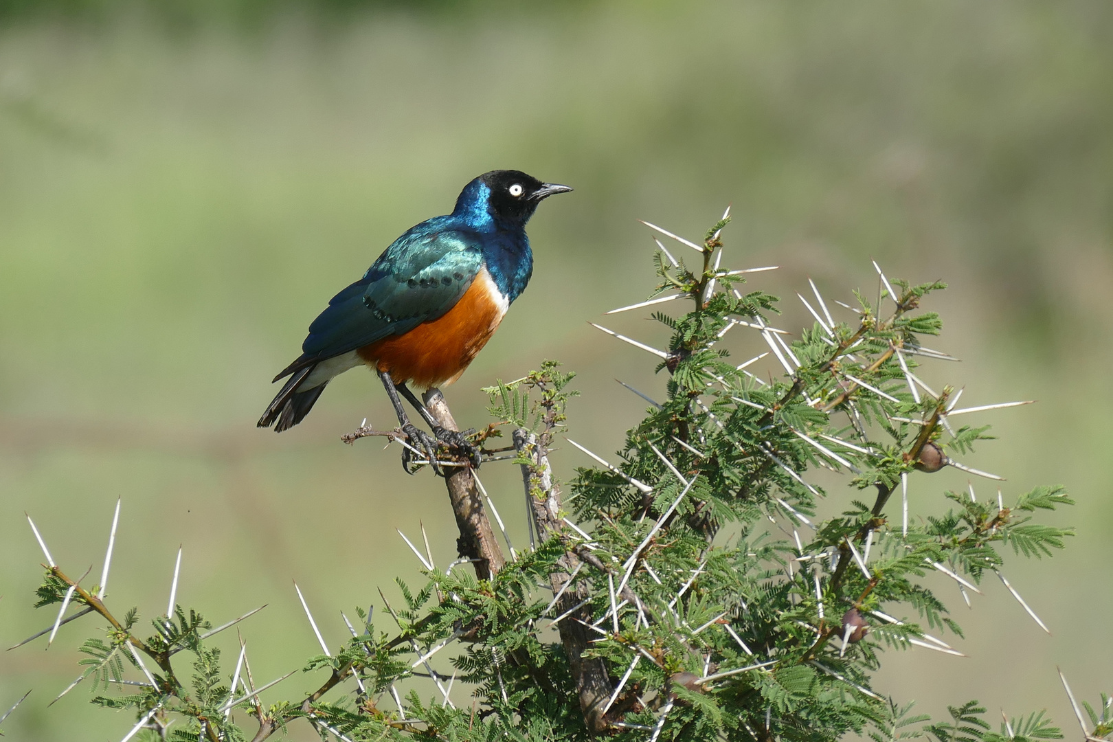 Super suberb Starling in Tarangire