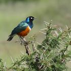 Super suberb Starling in Tarangire