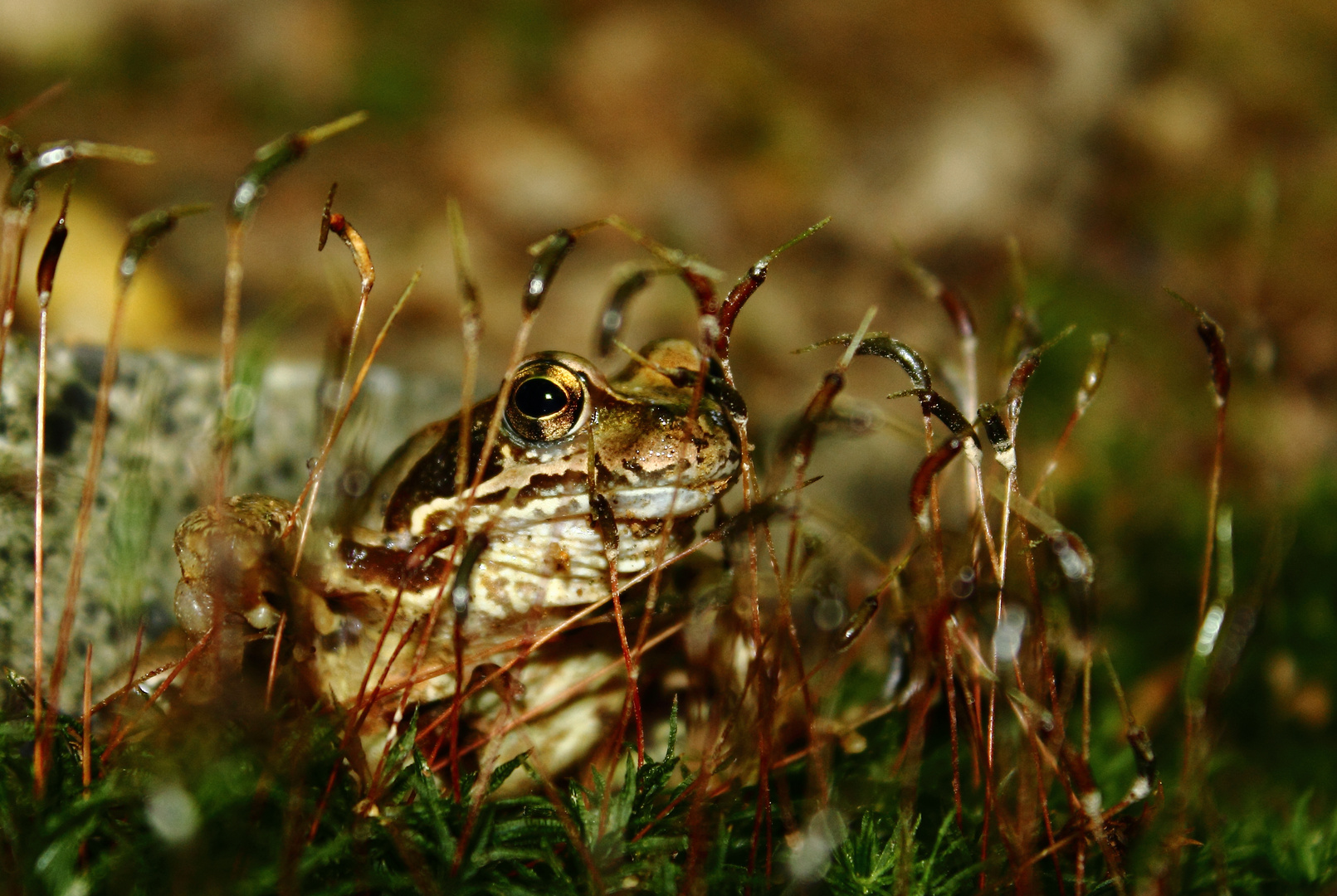 Super Versteck !