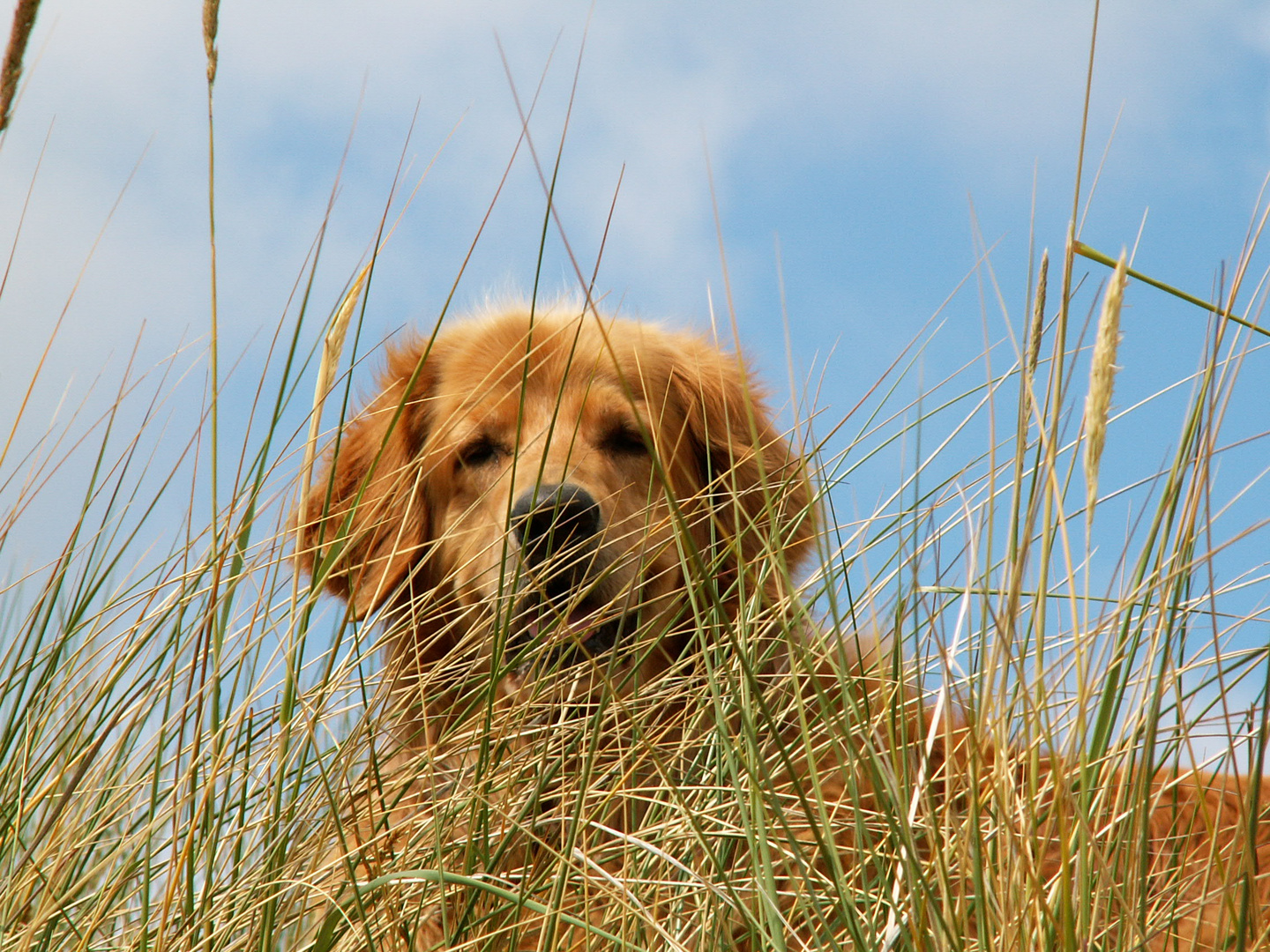 super Versteck, oder?