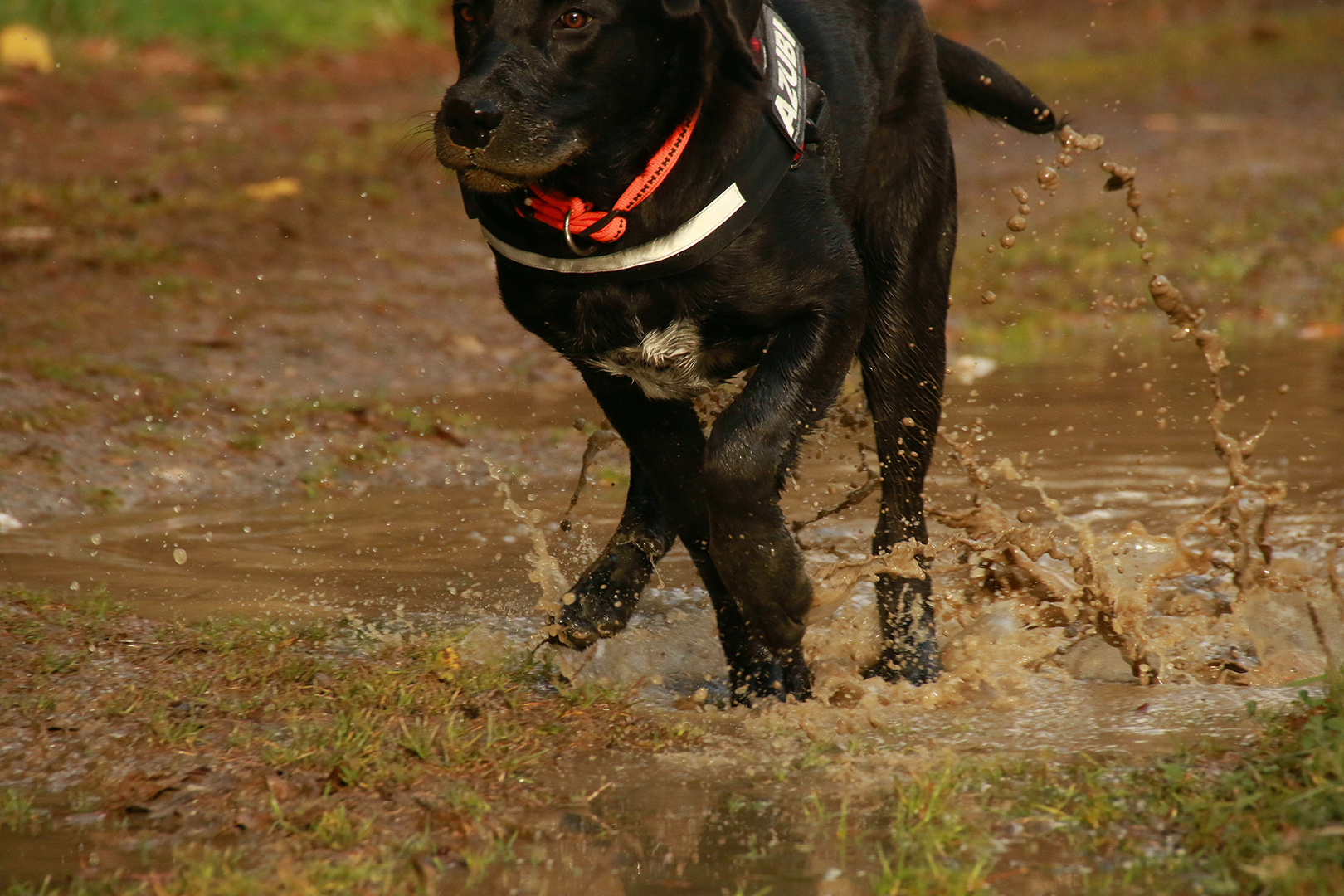 Super, Wasser mit Dreck......auf geht´s! I