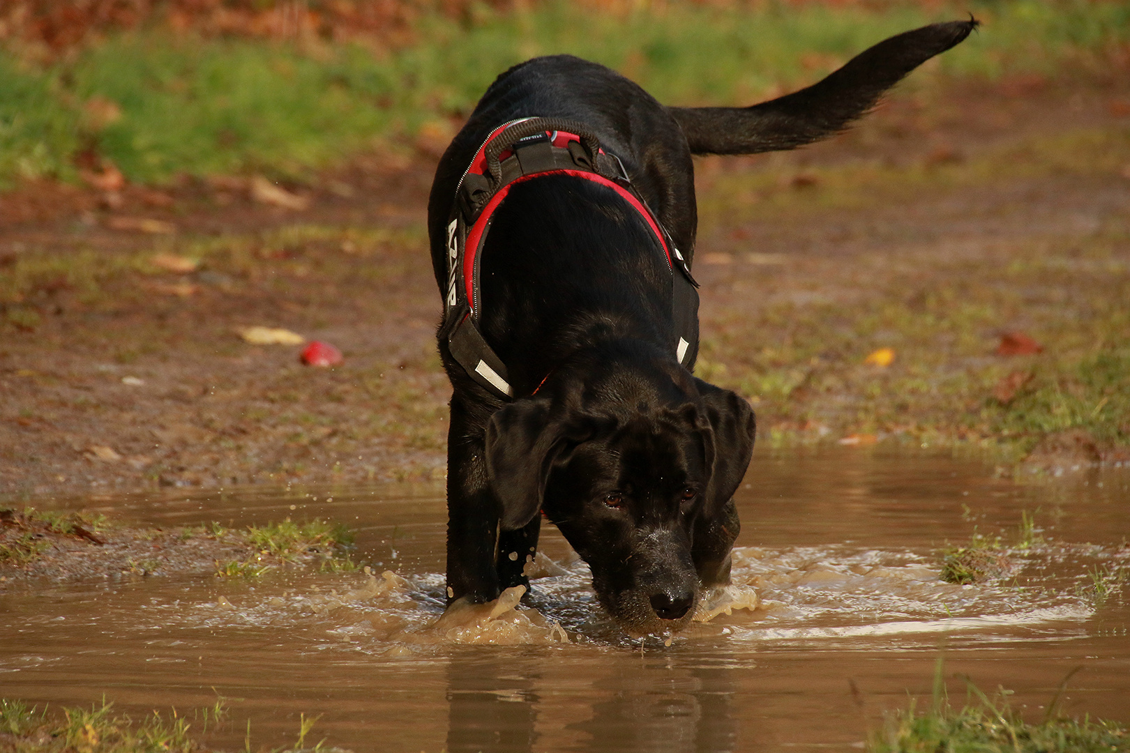 Super, Wasser mit Dreck......auf geht´s! II