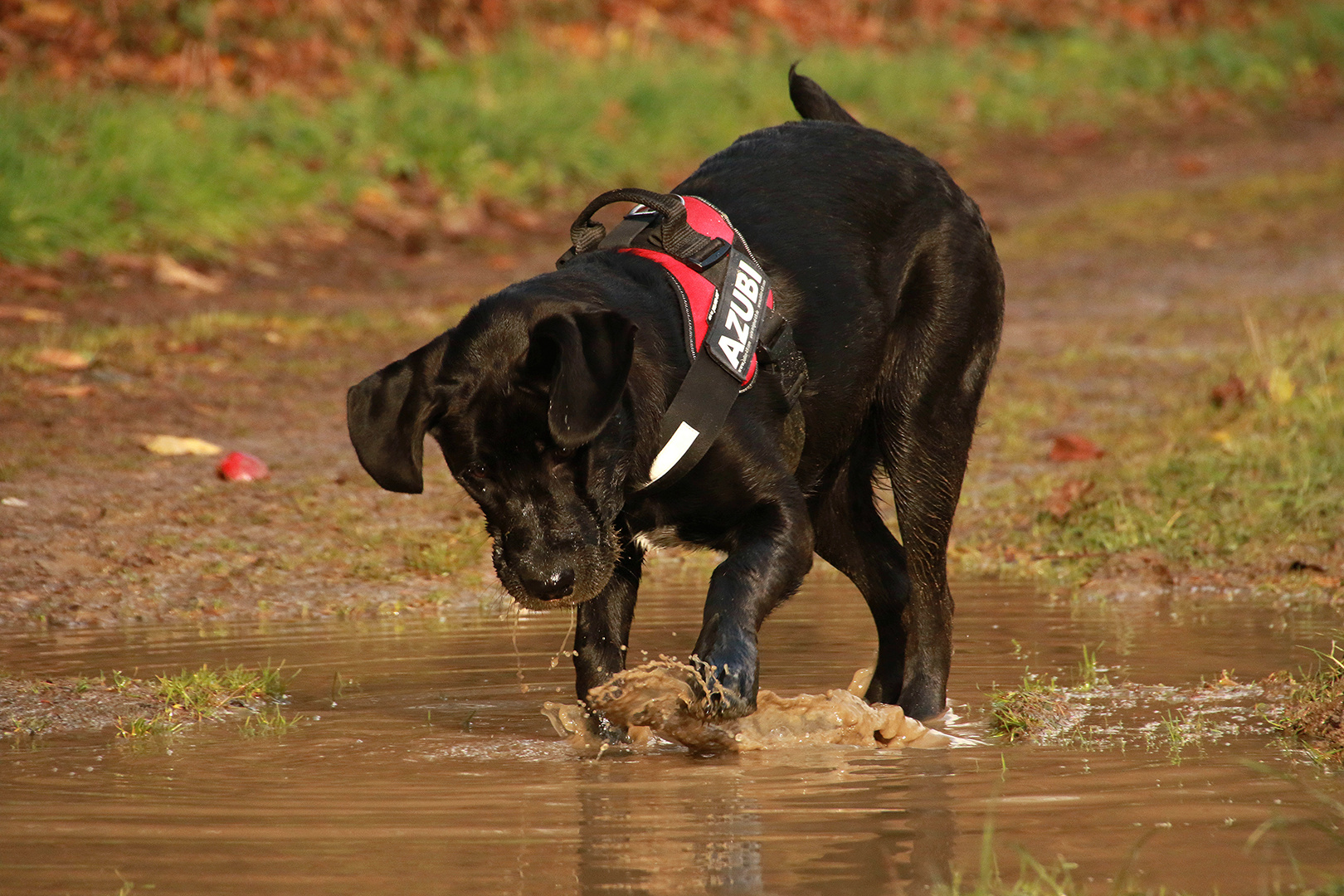 Super, Wasser mit Dreck......auf geht´s! III