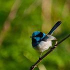 Superb Fairy-Wren