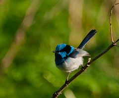 Superb Fairy-Wren