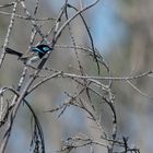 Superb Fairy-Wren...