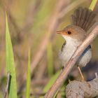 Superb Fairy-wren (f)