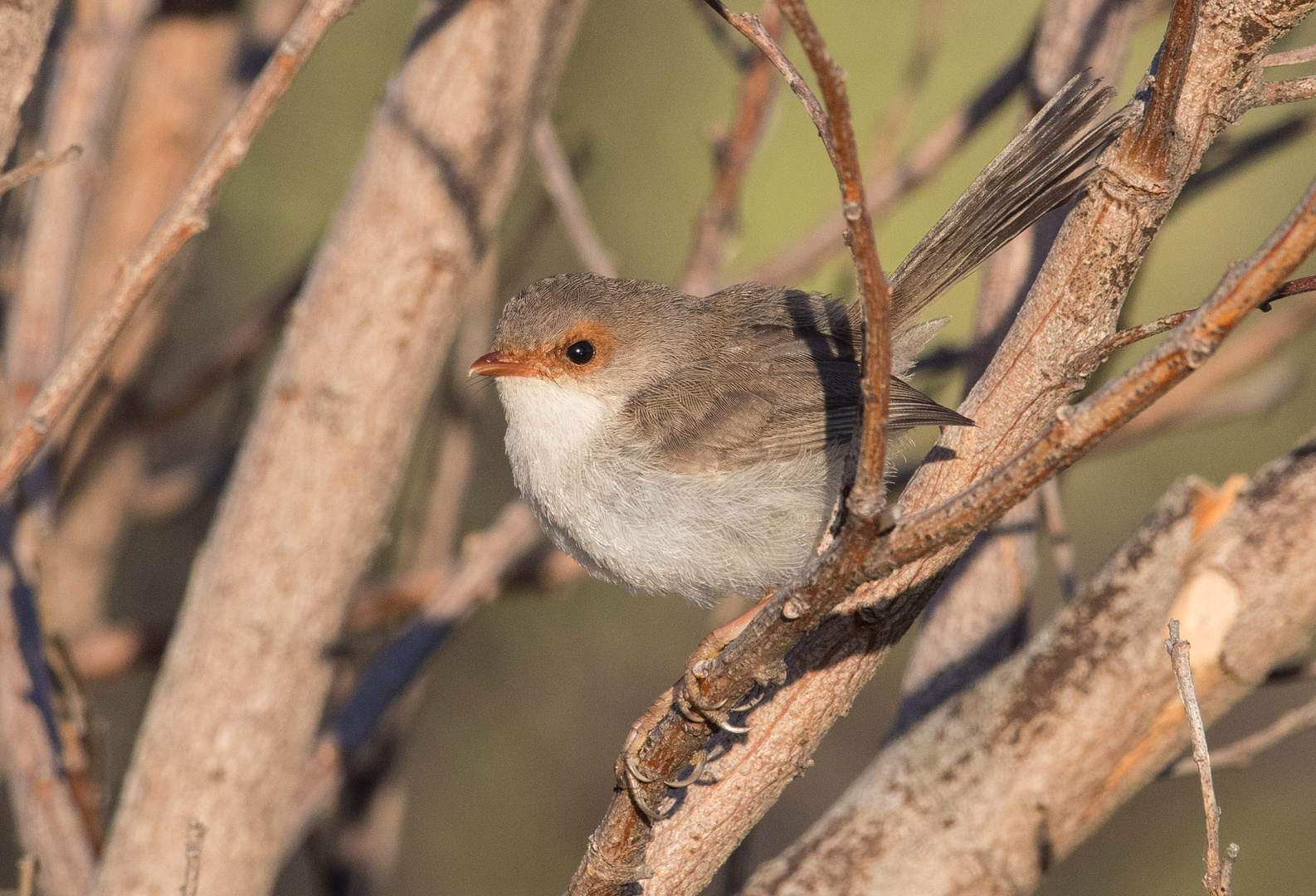 Superb Fairy-wren (f)