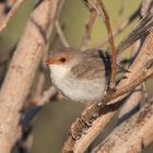 Superb Fairy-wren (f)