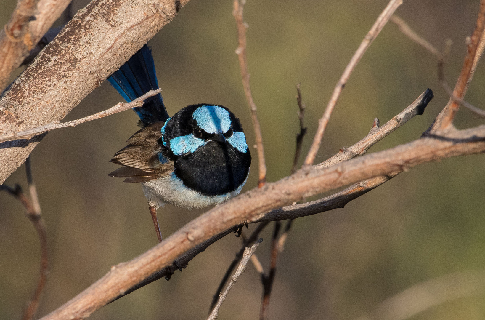 Superb Fairy-wren (m)...