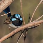 Superb Fairy-wren (m)...