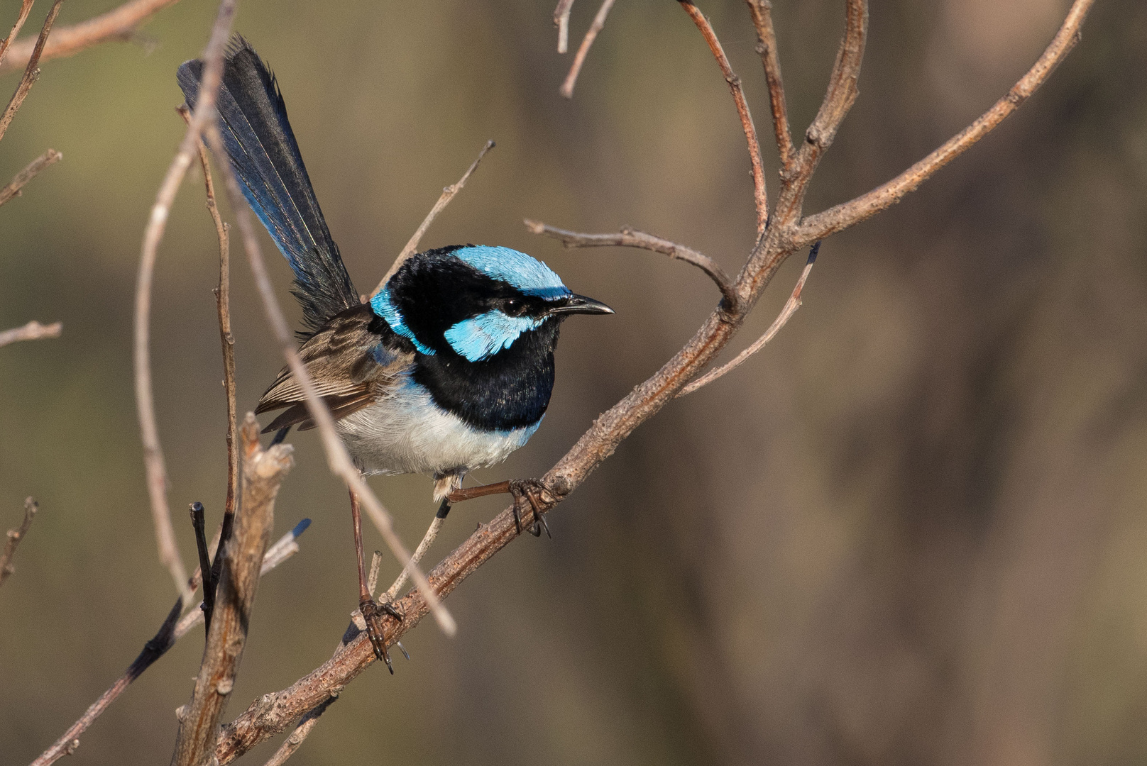 Superb Fairy-wren (m)...