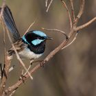 Superb Fairy-wren (m)...