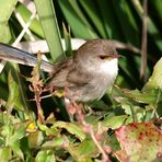 Superb Fairy-wren (Malurus cyaneus)