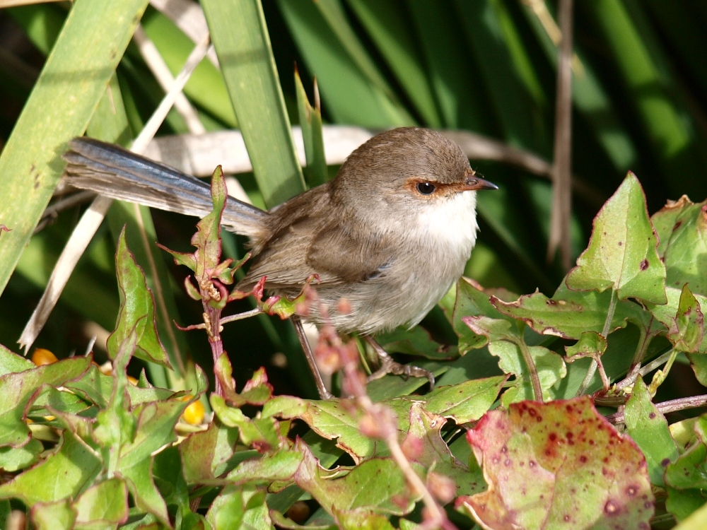 Superb Fairy-wren (Malurus cyaneus)