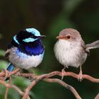 Superb fairy wrens