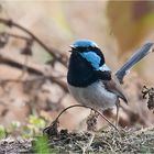 Superb fairywren