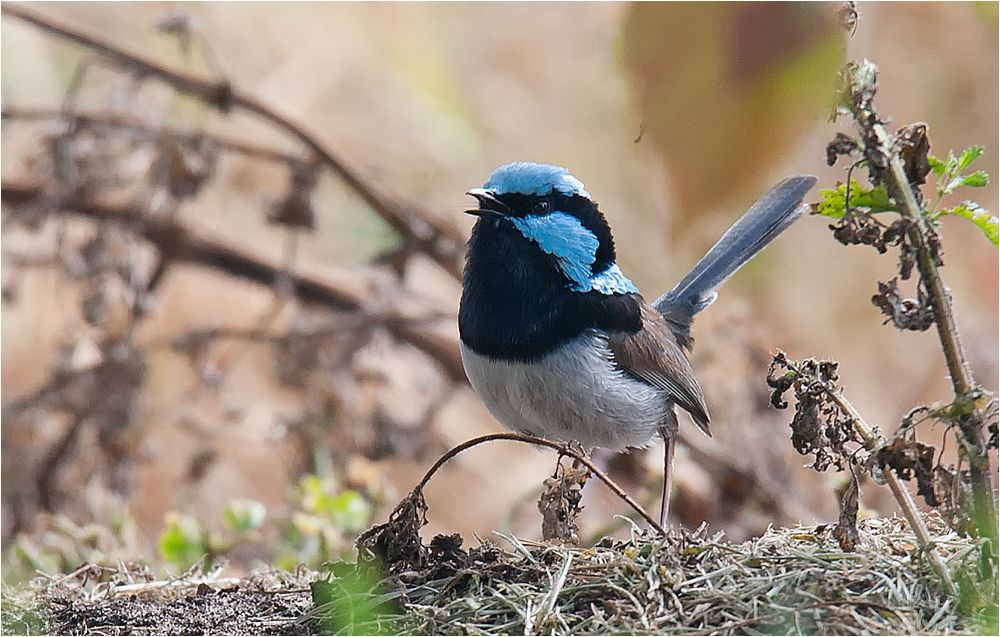 Superb fairywren