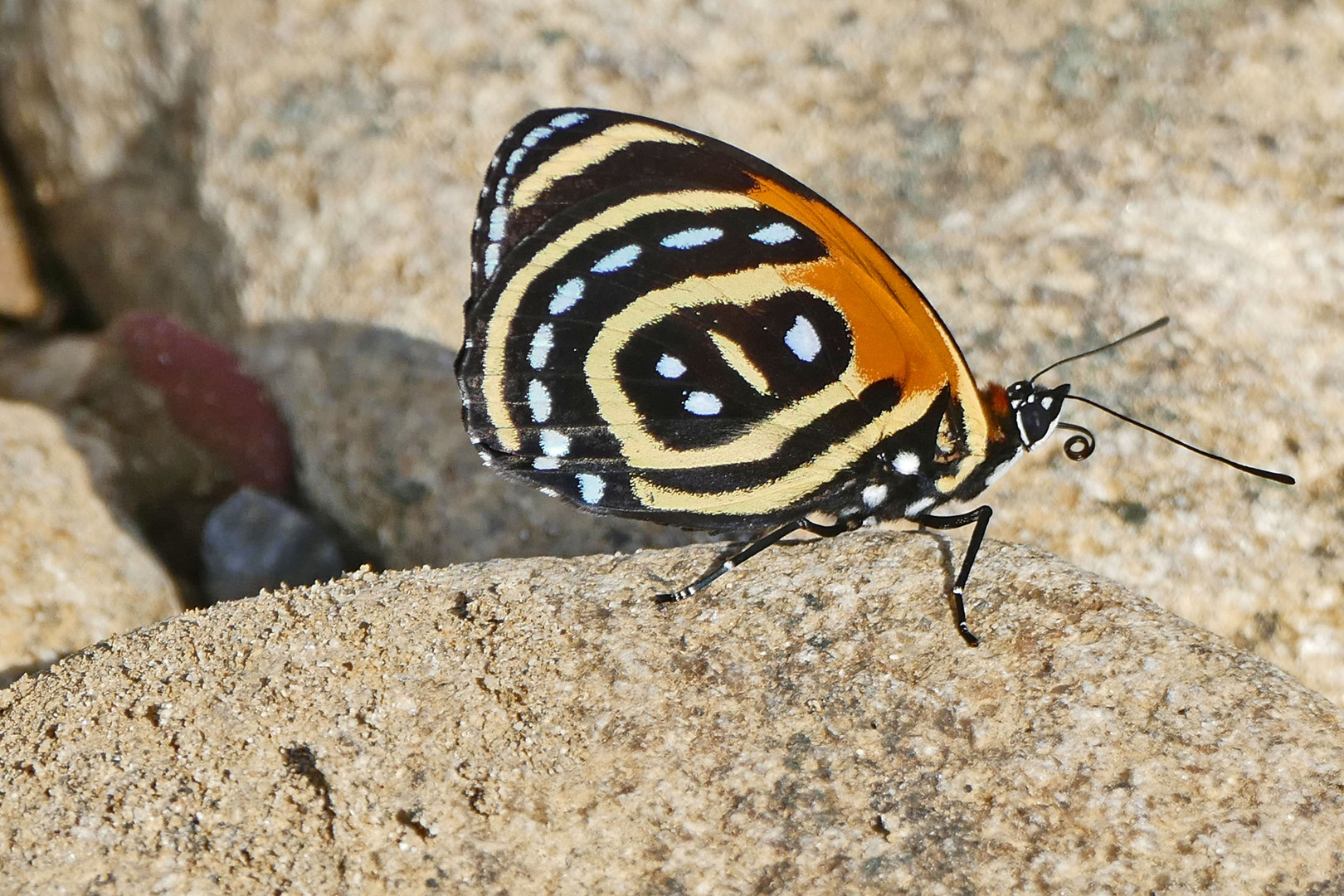  Superb Numberwing / Callicore excelsior