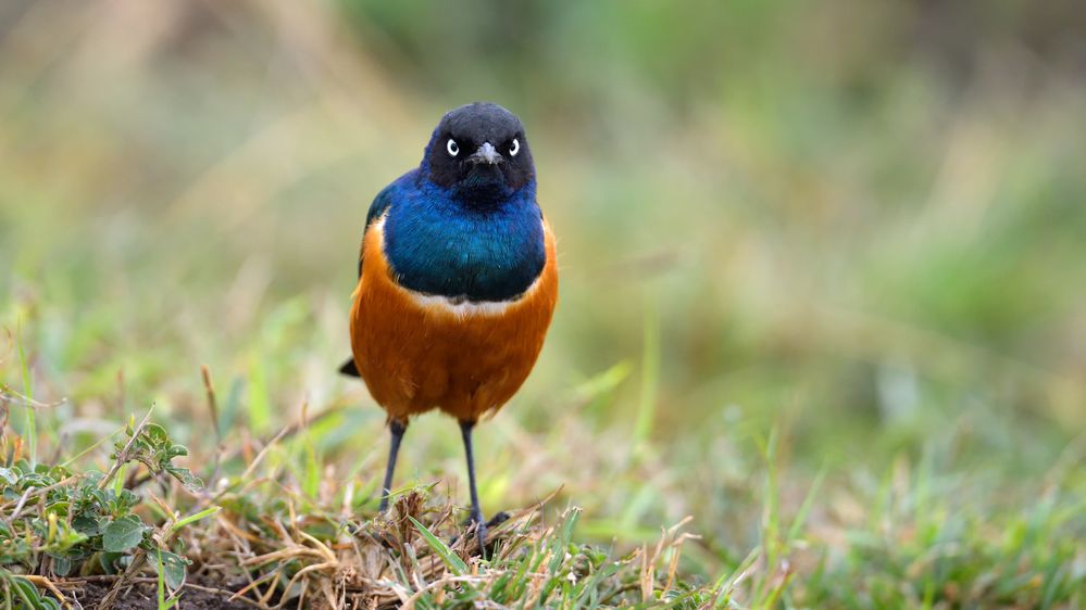 Superb Starling