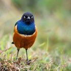 Superb Starling