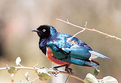 SUPERB STARLING