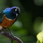 Superb Starling