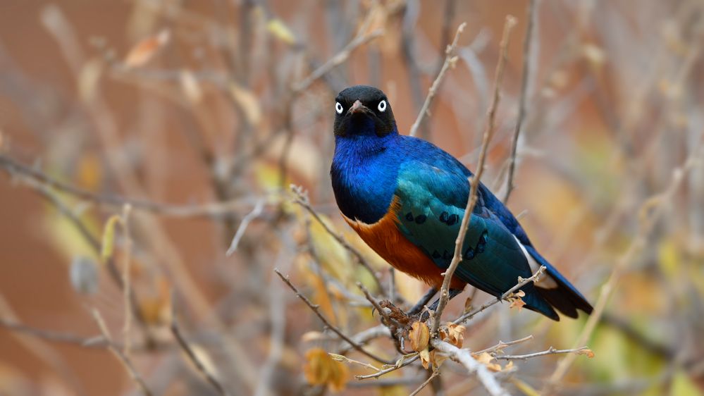 Superb Starling