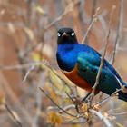 Superb Starling