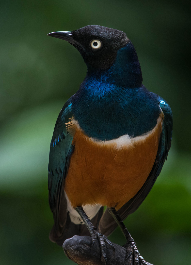 Superb Starling