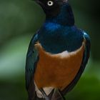 Superb Starling