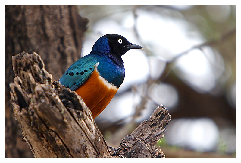 superb starling