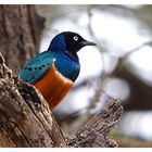 superb starling