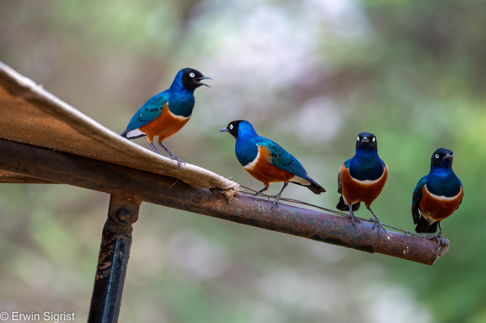 Superb Starling (Dreifarben Glanzstar)