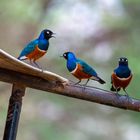 Superb Starling (Dreifarben Glanzstar)