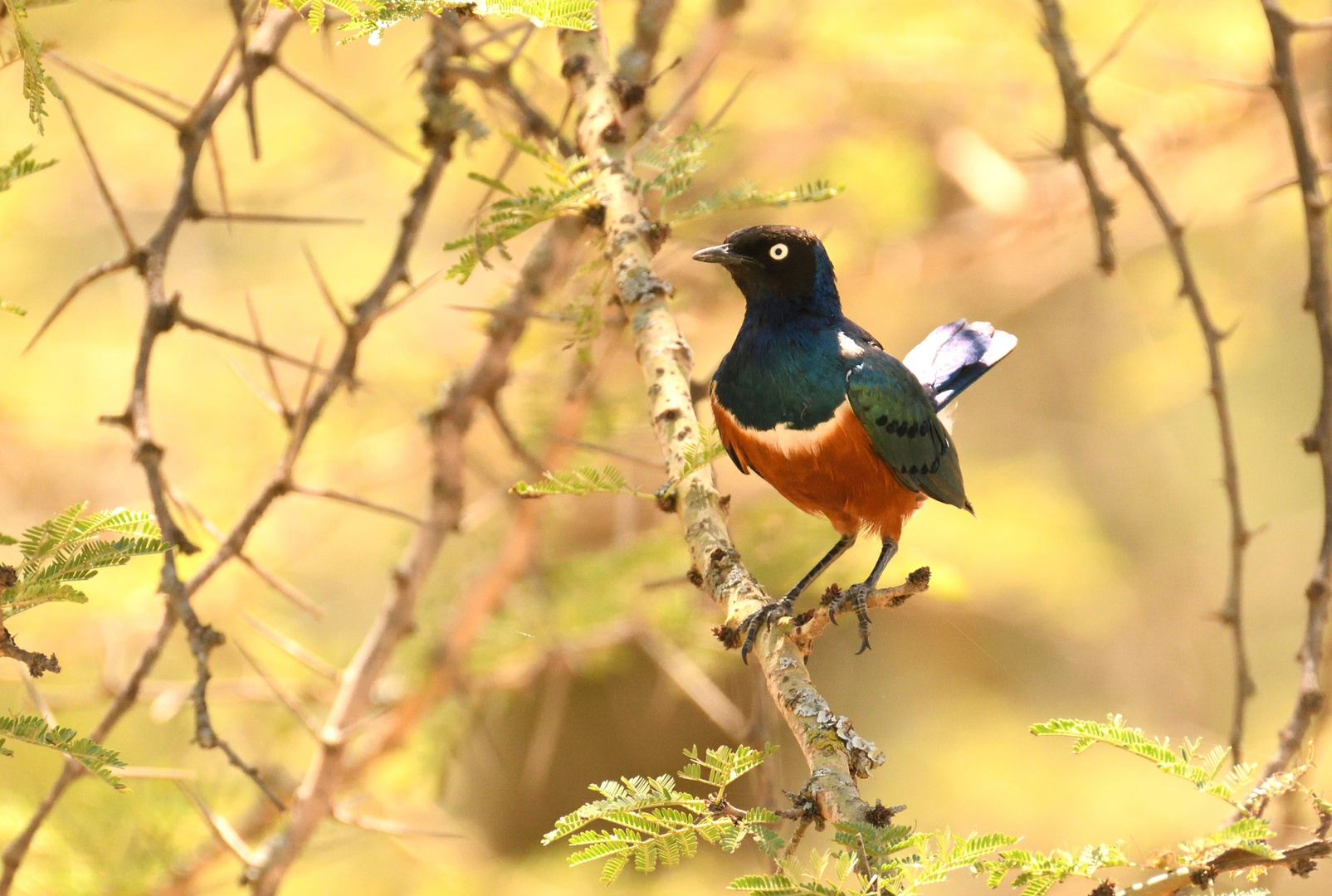 Superb Starling 