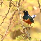 Superb Starling 