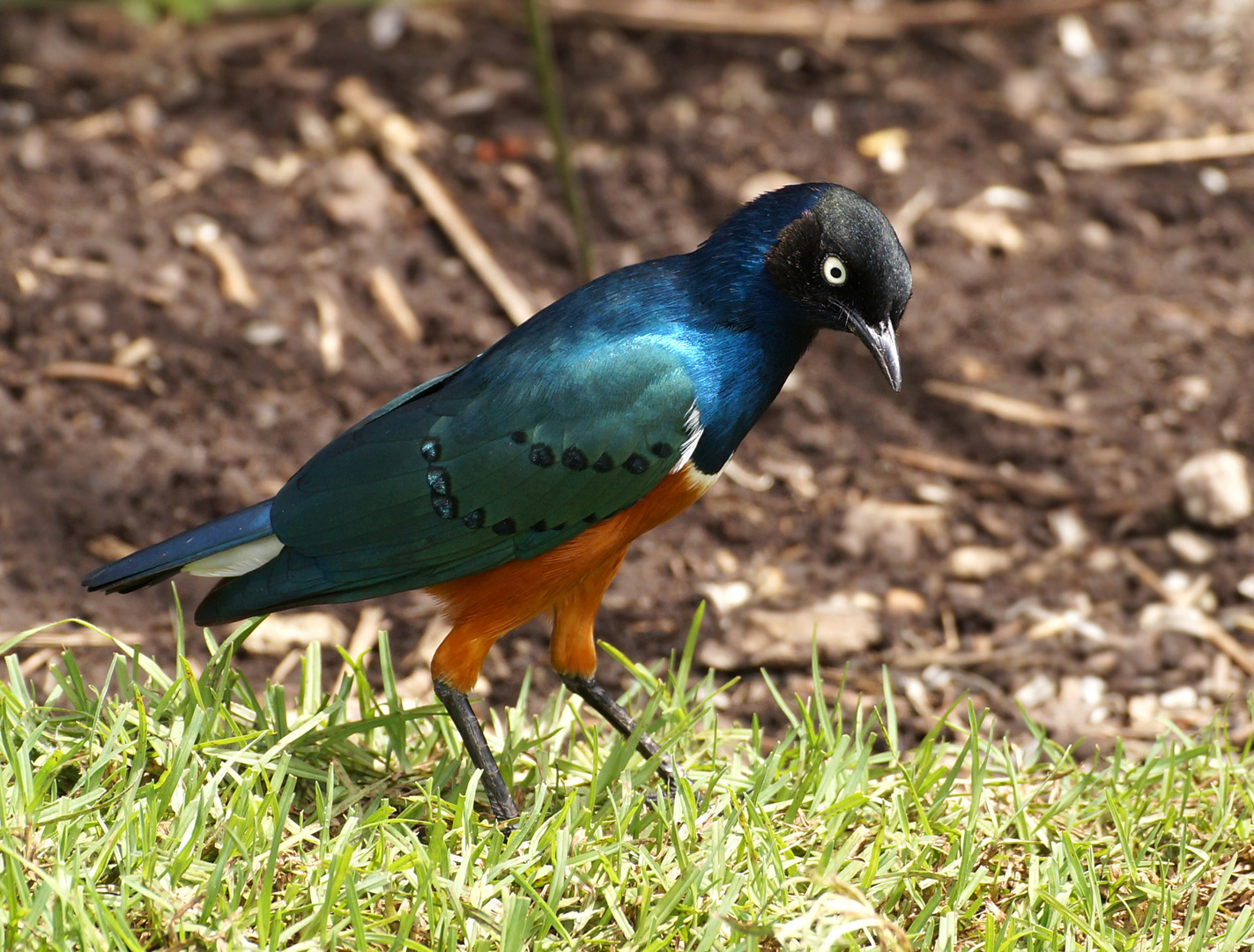 Superb Starling [Lamprotornis superbus]