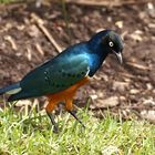 Superb Starling [Lamprotornis superbus]