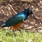 Superb Starling [Lamprotornis superbus]