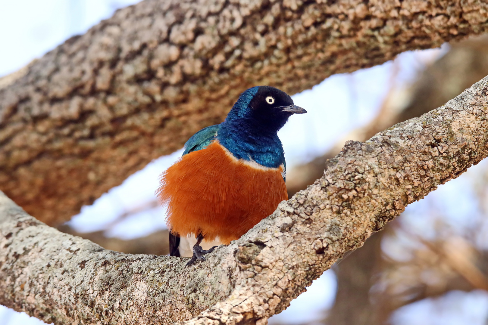 Superb starling,Lamprotornis superbus