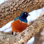 Superb starling,Lamprotornis superbus