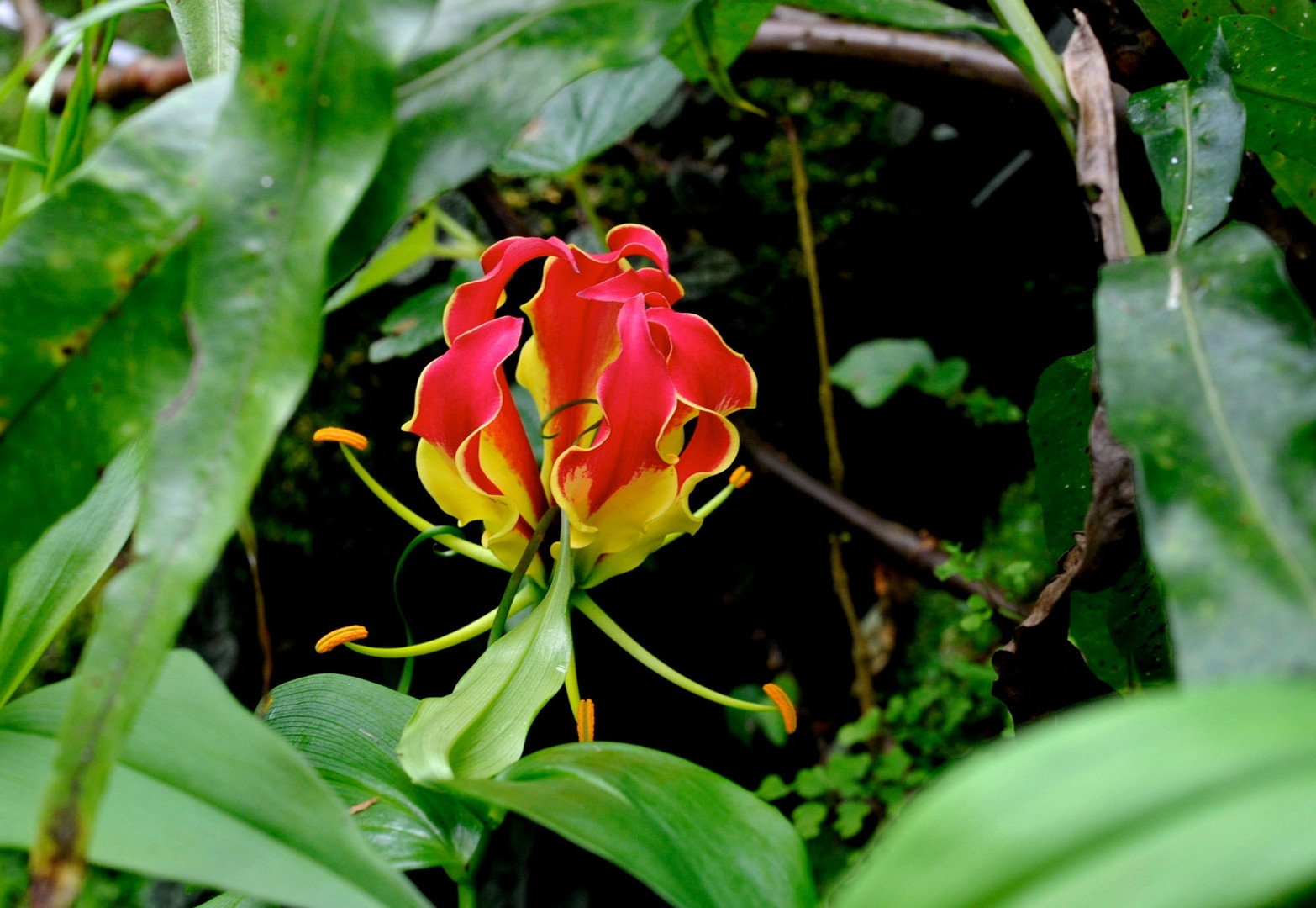 Superba gloriosa