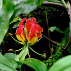 Superba gloriosa